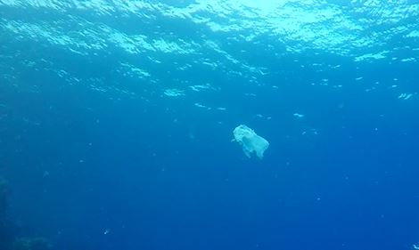 plastique: une catastrophe écologique